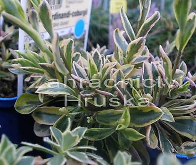 Arabis ferdinandi - coburgii Old Gold