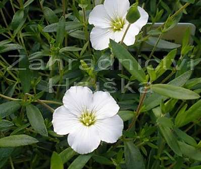 Arenaria montana