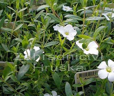 Arenaria montana