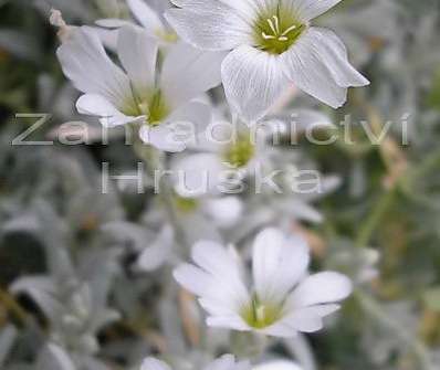 Cerastium bieberstiemii Weis Hornkraut
