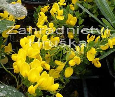 Cytisus decusata Bens