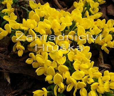 Cytisus decusata Bens