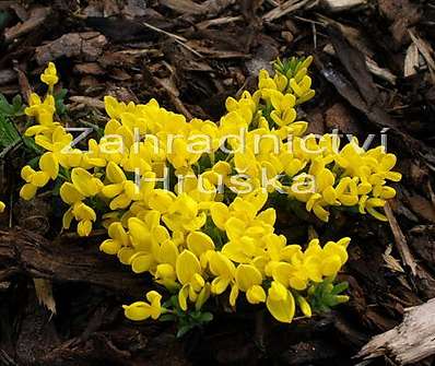 Cytisus decusata Bens