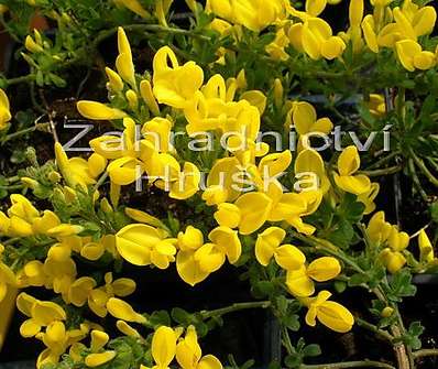 Cytisus decusata Bens