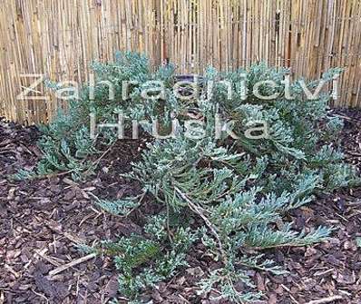 jalovec - Juniperus horizontalis 'Jade River'