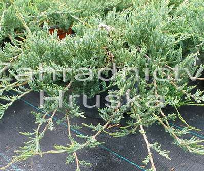 jalovec - Juniperus horizontalis 'Jade River'