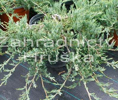 jalovec - Juniperus horizontalis 'Jade River'