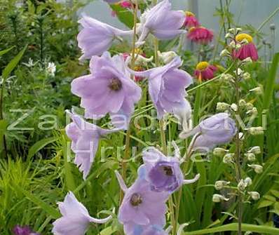 Delphinium Camelliard