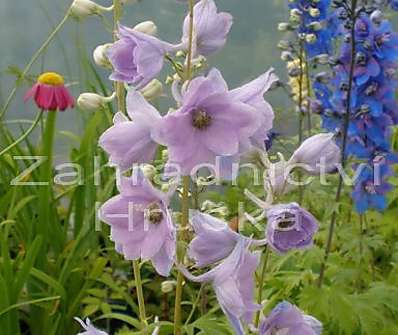 Delphinium Camelliard