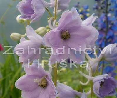 Delphinium Camelliard