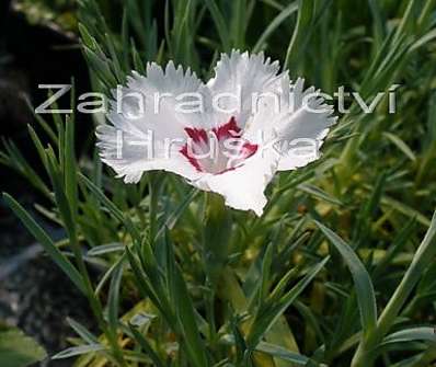 Dianthus alpinus