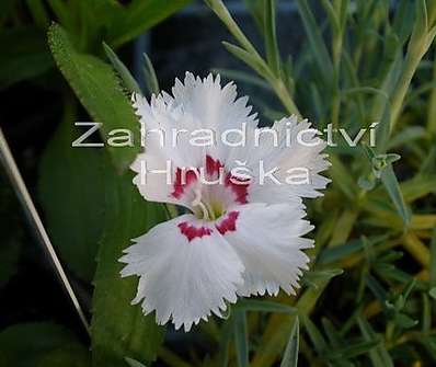 Dianthus alpinus