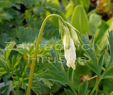 Dicentra formosa Aurora