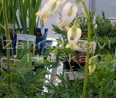 Dicentra formosa Aurora