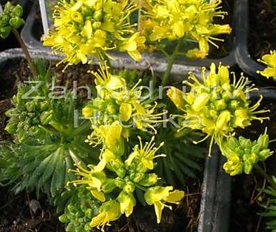 Draba aizoides
