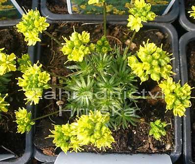 Draba aizoides