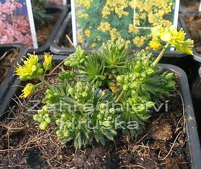 Draba aizoides
