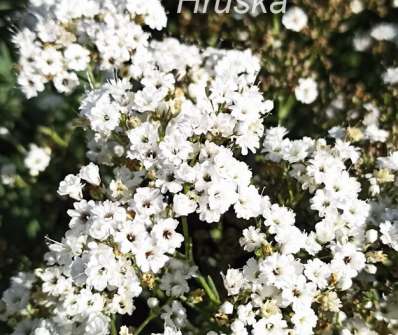 Gypsophila paniculata