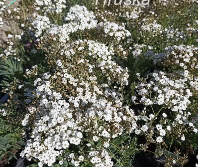 Gypsophila paniculata