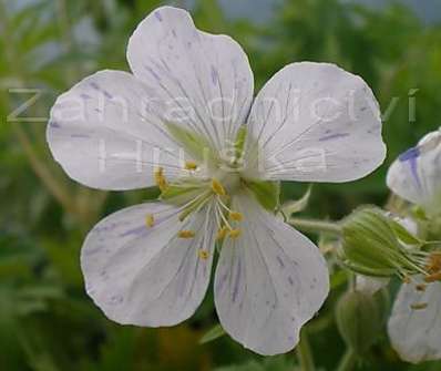 Geranium pratense Striatum