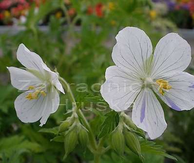 Geranium pratense Striatum