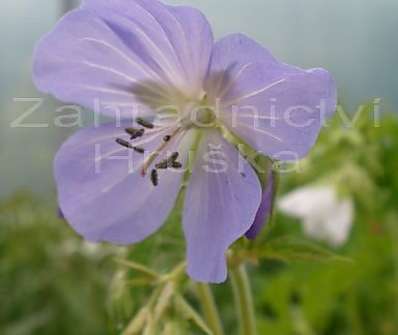 Geranium pratense Striatum