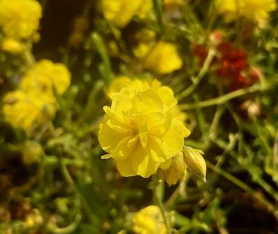 Helianthemum