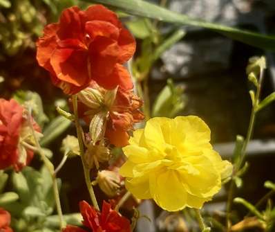 Helianthemum