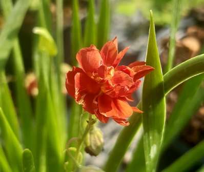 Helianthemum
