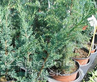 jalovec - Juniperus chinensis 'Blaauw'
