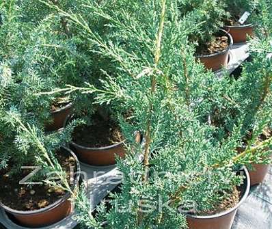 jalovec - Juniperus chinensis 'Blaauw'