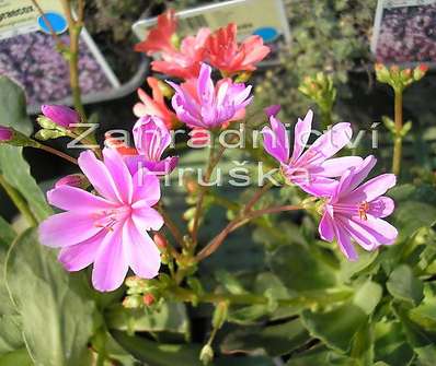 Lewisia