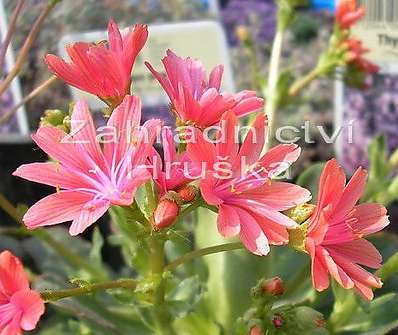 Lewisia