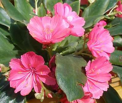 Lewisia
