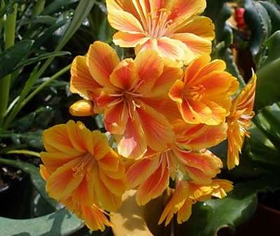 Lewisia