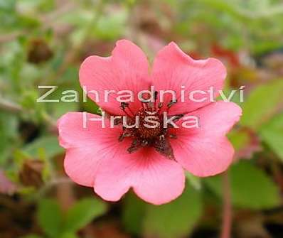 Potentila nepalensis Spogran