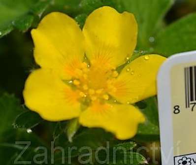 Potentilla fragiformis