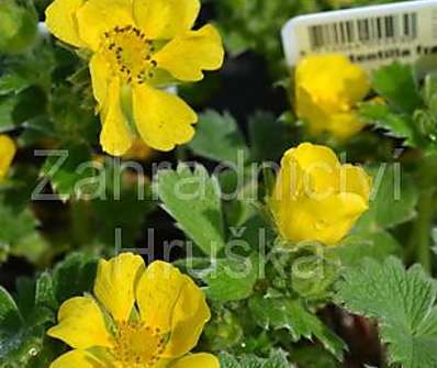 Potentilla fragiformis