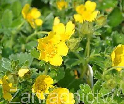 Potentilla fragiformis