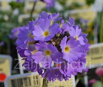 Primula denticulata