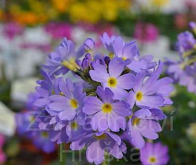 Primula denticulata