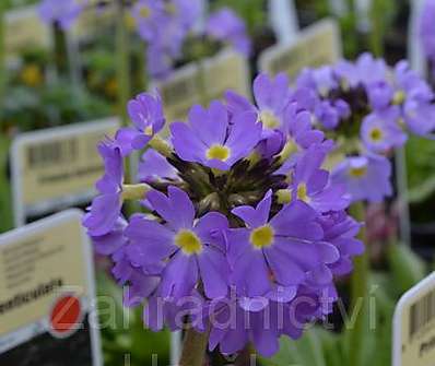 Primula denticulata