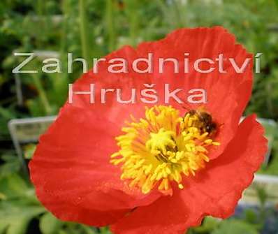 Papaver nudicaule