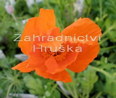 Papaver nudicaule