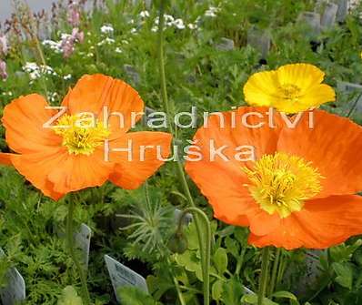 Papaver nudicaule