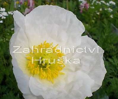 Papaver nudicaule