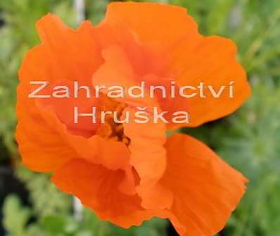 Papaver nudicaule