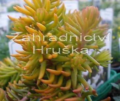 Sedum reflexum Angelina