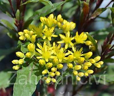 Sedum reflexum Angelina