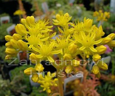 Sedum reflexum Angelina